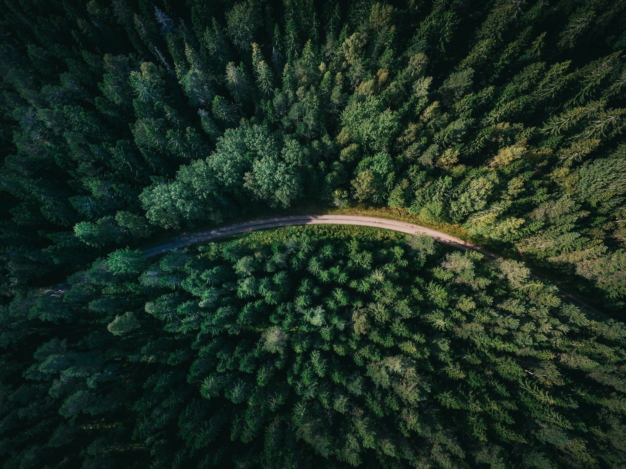 Vue aérienne d'une forêt de sapins traversée par une route